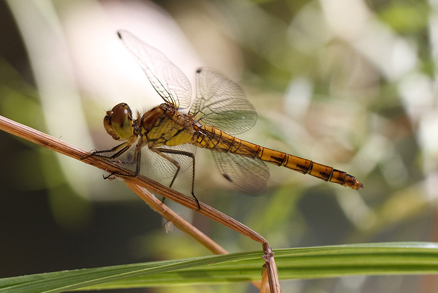 Sympetrum striolatum femmina